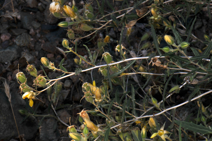 Adonis Blazingstar fruits are dramatic looking cylindric capsules. Plants grow at elevations between 100 and 7,500 feet. Mentzelia multiflora 